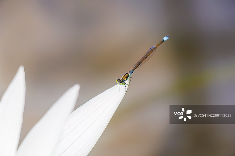 美丽的睡莲和莲花。美丽的普通展翅蜻蜓，翡翠豆娘（Lestes sponsa）。美丽的睡莲和莲花。水葱 '烟绿'。图片素材