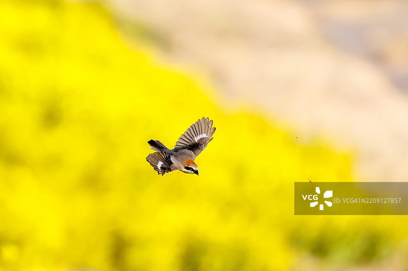 美丽的牛头伯劳（Lanius bucephalus，属于伯劳科）牛头伯劳拍打着翅膀飞出。美丽的广阔河床、芦苇荡和油菜花田。图片素材