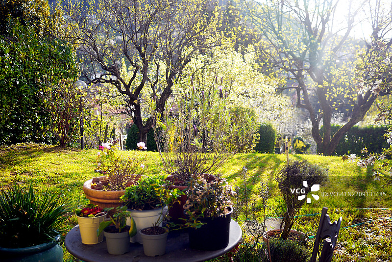 意大利花园的第一缕春晨阳光图片素材