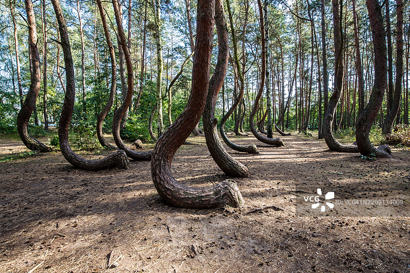 弯曲树干的树木 - 波兰的弯曲森林图片素材