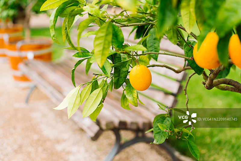 阳光明媚的花园里，成熟的柑橘水果在树上生长图片素材
