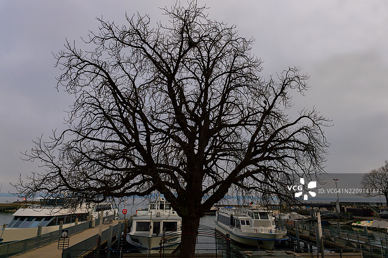 阴天的纳沙泰尔湖港口，光秃的树木和客轮停靠在一起图片素材