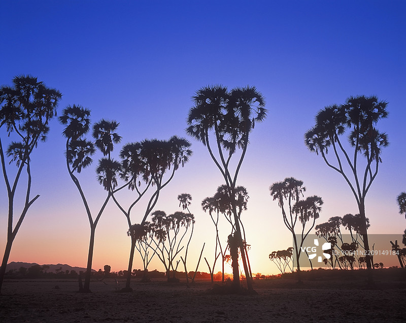 黄昏时分的杜姆棕榈树图片素材