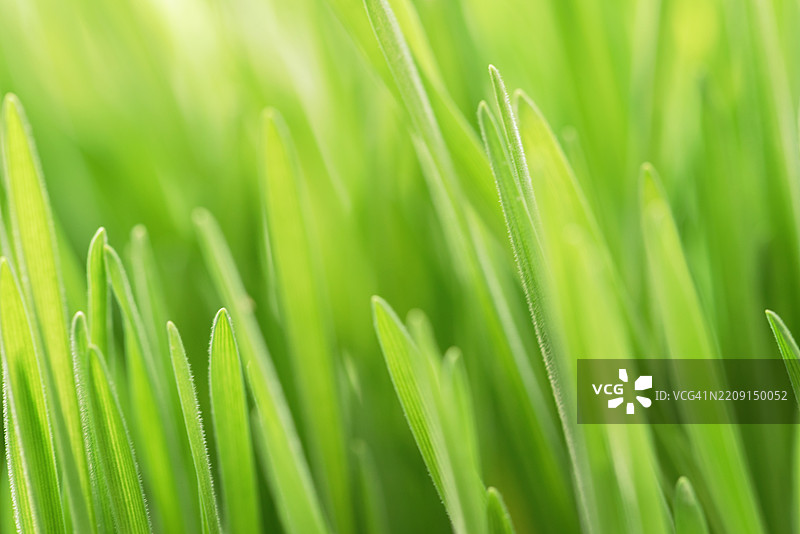 春天绿色草坪的特写自然景观图片素材
