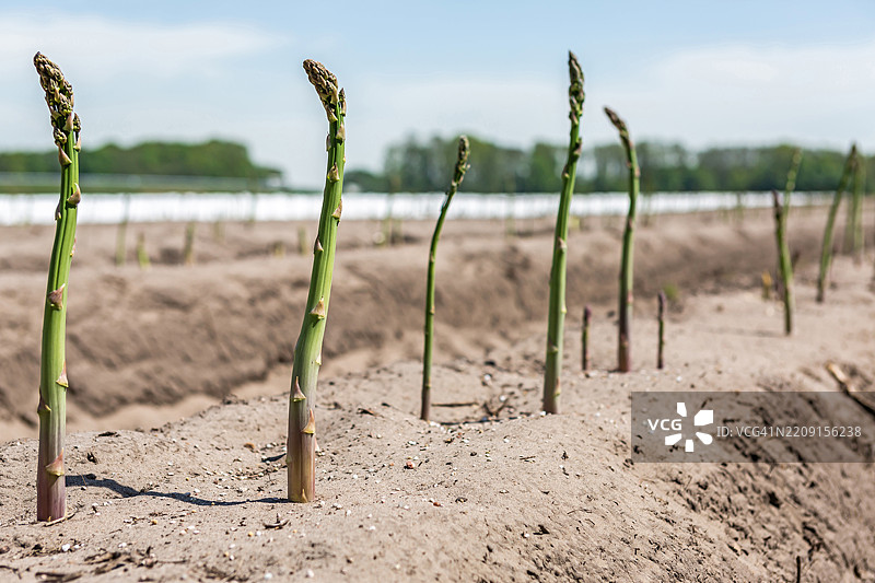 在农田中种植芦笋图片素材