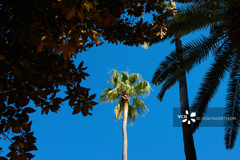 西班牙马拉加的一棵棕榈树图片素材