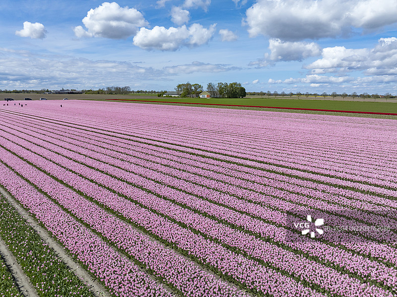 春天从上方俯瞰农业田野中盛开的郁金香图片素材