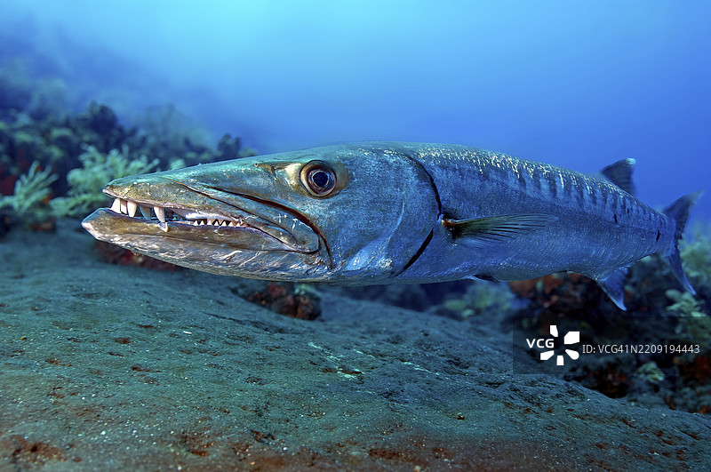 水下特写照片,展示了大型大梭鱼(Sphyraena barracuda)捕食者,嘴巴微微张开,露出牙齿,拍摄于太平洋,雅浦岛,雅浦州,卡罗琳群岛,密克罗尼西亚联邦,澳大利亚,大洋洲。图片素材