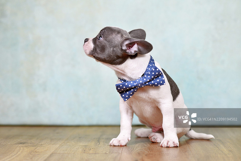 健康的法国斗牛犬小狗侧面，长鼻子和尾巴，系着蝴蝶结，背景为摄影棚。图片素材