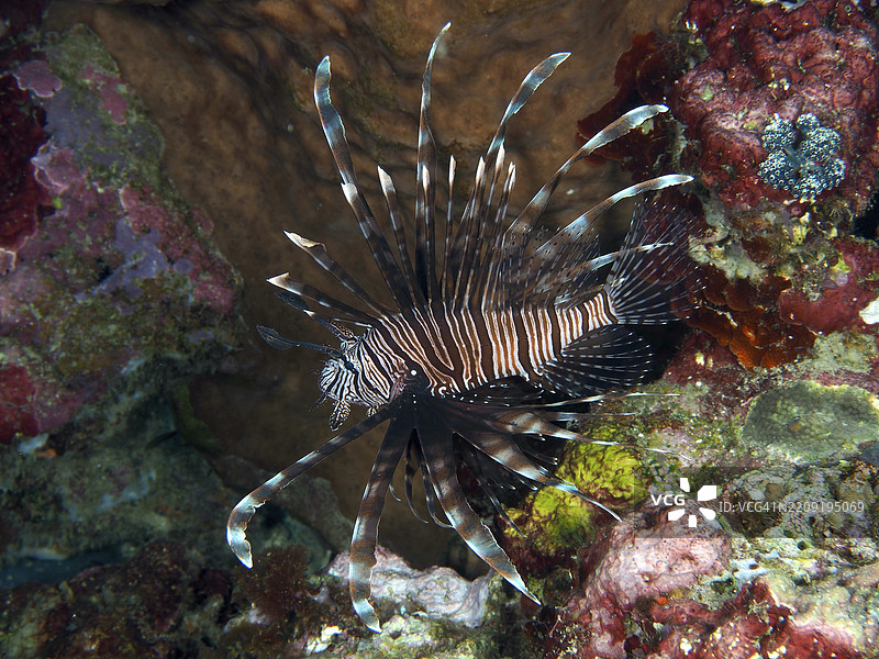 一只具有独特鳍的太平洋红狮子鱼（Pterois volitans）在五彩斑斓的珊瑚礁中游动，潜水地点为香料礁，位于印度尼西亚巴厘岛的佩尼亚潘。图片素材