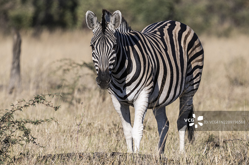 平原斑马（Equus quagga），马汉戈地区，布瓦布特国家公园，卡普里维，赞比西地区，纳米比亚图片素材