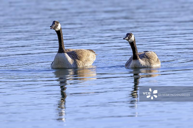 加拿大鹅 (Branta canadensis)图片素材