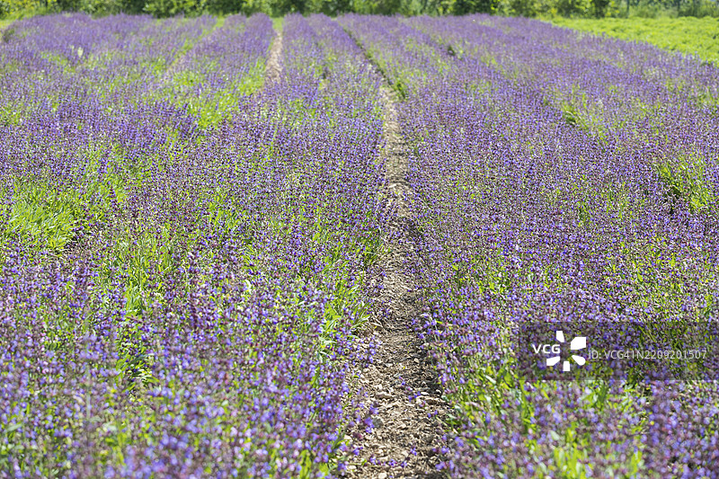 常见鼠尾草（Salvia officinalis）在德国萨克森州弗赖塔尔的Bombastus Werke AG鼠尾草田中盛开图片素材