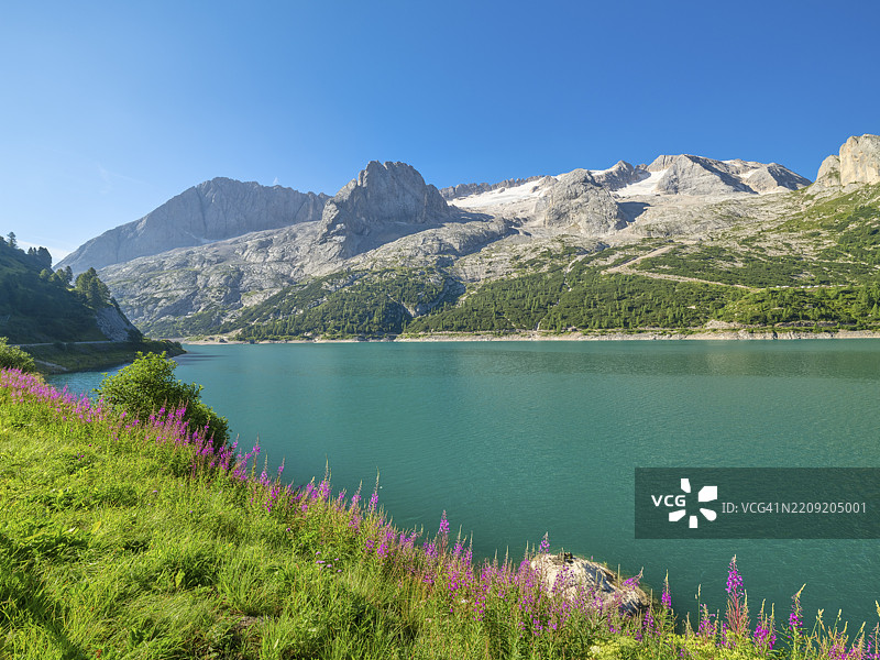 费达亚湖与马尔莫拉达山、花卉，意大利南蒂罗尔，特伦蒂诺-阿尔托阿迪杰，欧洲图片素材