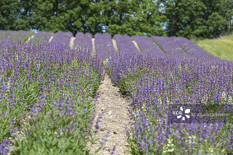 常见鼠尾草(salvia officinalis)在德国萨克森州弗赖塔尔的Bombastus Werke AG田野中盛开图片素材