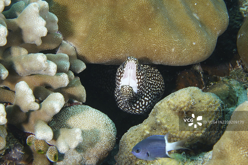 珍珠海鳗,白口海鳗(Gymnothorax meleagris)在珊瑚之间张嘴,潜水地点:珊瑚花园,门贾干,巴厘岛,印度尼西亚,亚洲图片素材