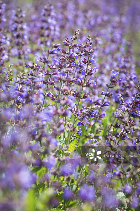 常见鼠尾草(Salvia officinalis)在德国萨克森州弗赖塔尔的Bombastus Werke AG鼠尾草田中盛开图片素材