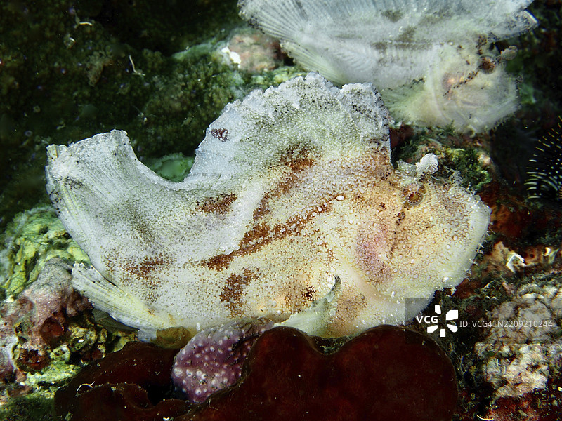 一条白色摇摆鱼（Taenianotus triacanthus）在印度尼西亚巴厘岛的皮达达潜水点的珊瑚上休息图片素材