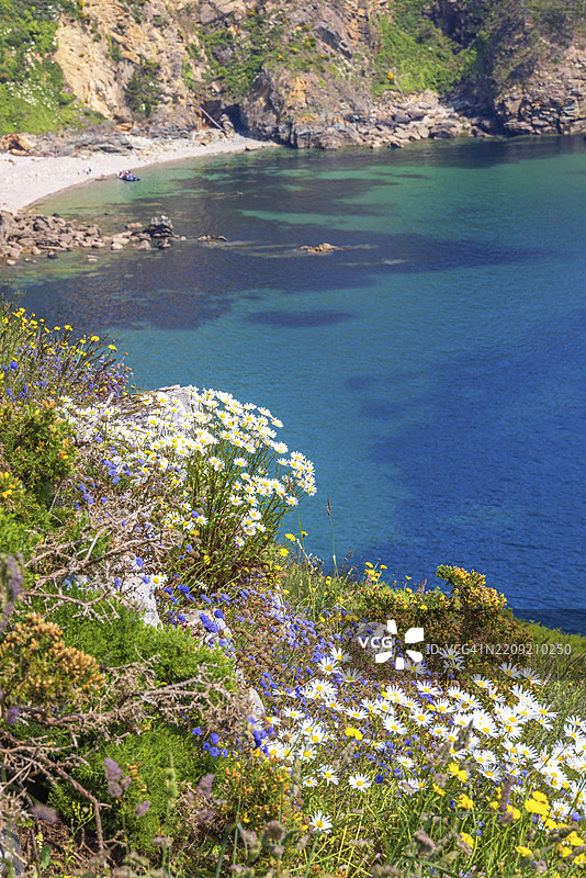 布列塔尼克罗宗半岛海湾岩石海岸上的盛开野花与蓝色海水的草地图片素材