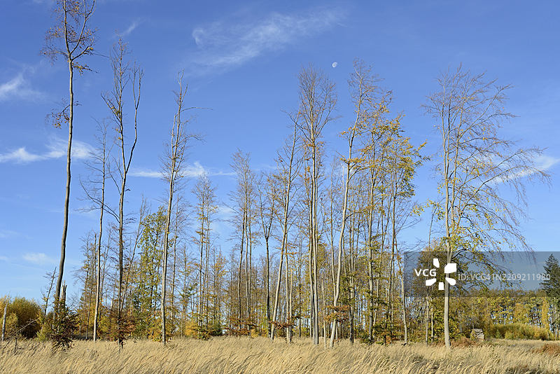 秋季森林,铜色山毛榉(Fagus sylvatica)和骑草(Calamagrostis),蓝色多云的天空中有月亮,阿恩斯贝格森林自然公园,北莱茵-威斯特法伦,德国,欧洲图片素材