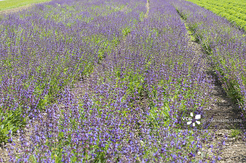 常见鼠尾草(Salvia officinalis)在德国萨克森州弗赖塔尔的Bombastus Werke AG鼠尾草田中盛开图片素材