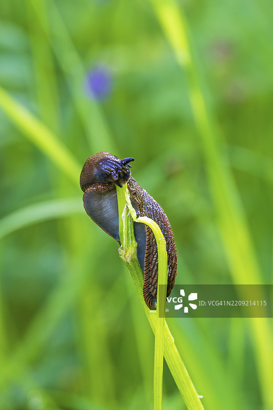 蜗牛在郁郁葱葱的草地上吃植物茎。图片素材
