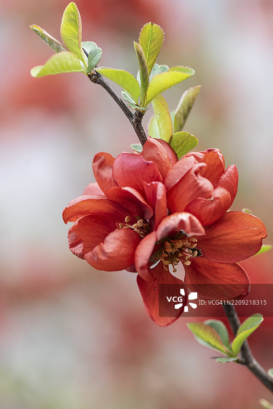 ornamental quince (Chaenomels japonica)，德国下萨克森州埃姆斯兰，欧洲图片素材