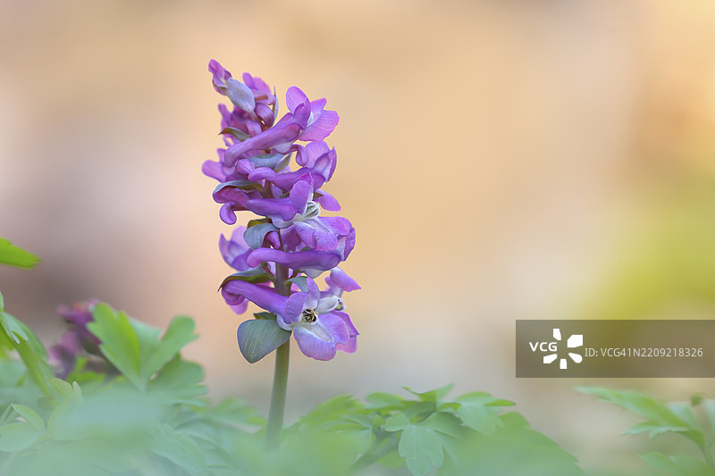 空心蓝钟花（Corydalis cava），开花，西格兰，北莱茵-威斯特法伦，德国，欧洲图片素材