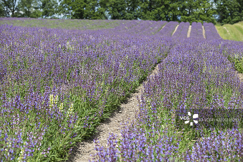 常见鼠尾草(salvia officinalis)在德国萨克森州弗赖塔尔的Bombastus Werke AG田野中盛开图片素材