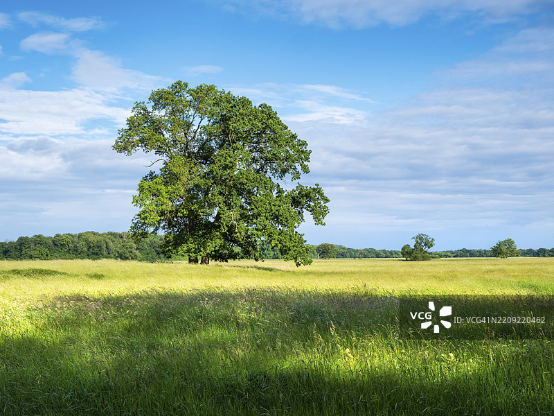 德绍附近的易北河洪泛区草地上孤独的橡树，德绍-沃尔利茨花园王国，德绍-罗斯劳，萨克森-安哈尔特，德国，欧洲图片素材