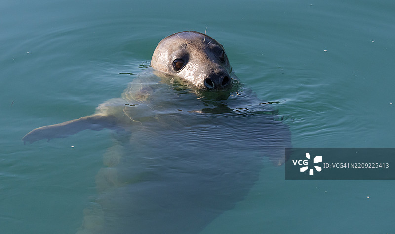 海豹在海中游泳的特写镜头图片素材