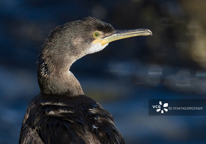 鸬鹚特写镜头图片素材