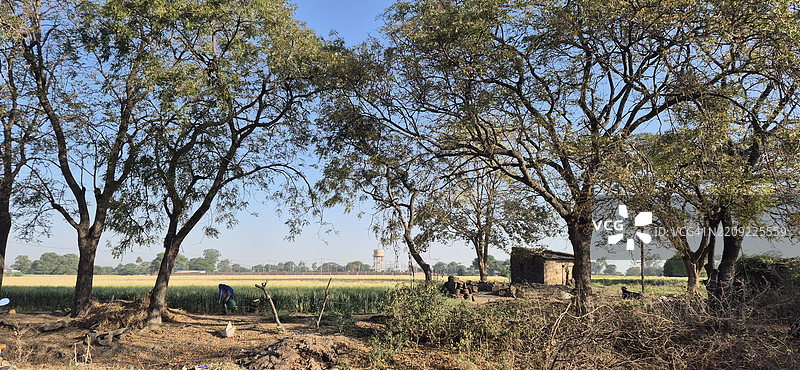 田野上的树木与天空相映成趣图片素材