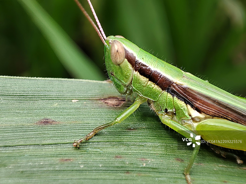 叶子上的蚂蚱特写图片素材