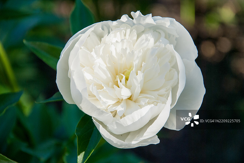 白玫瑰特写图片素材