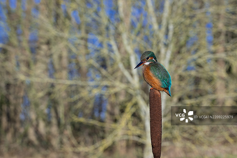 翠鸟栖息在树枝上的特写镜头图片素材