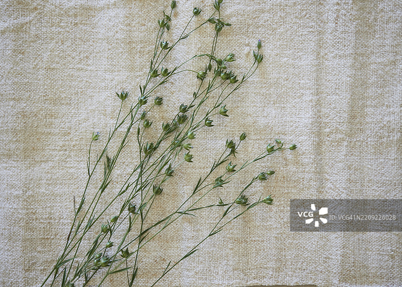 亚麻，亚麻植物制成的织物。新鲜的亚麻植物人字纹与用亚麻线制成的天然织物。图片素材