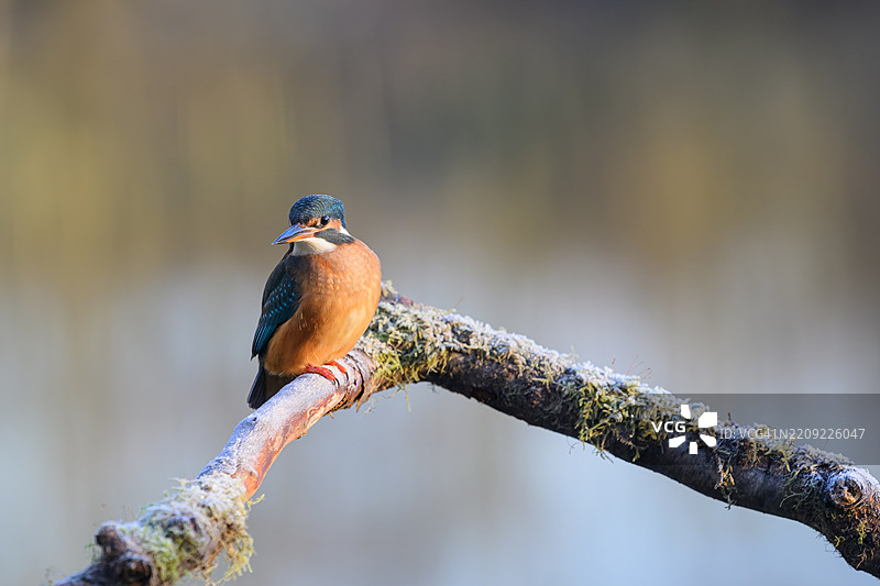 翠鸟栖息在树枝上的特写镜头图片素材