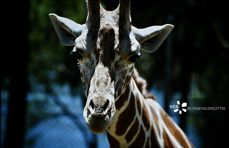 罗兹柴尔德长颈鹿特写， 美国， 美国图片素材