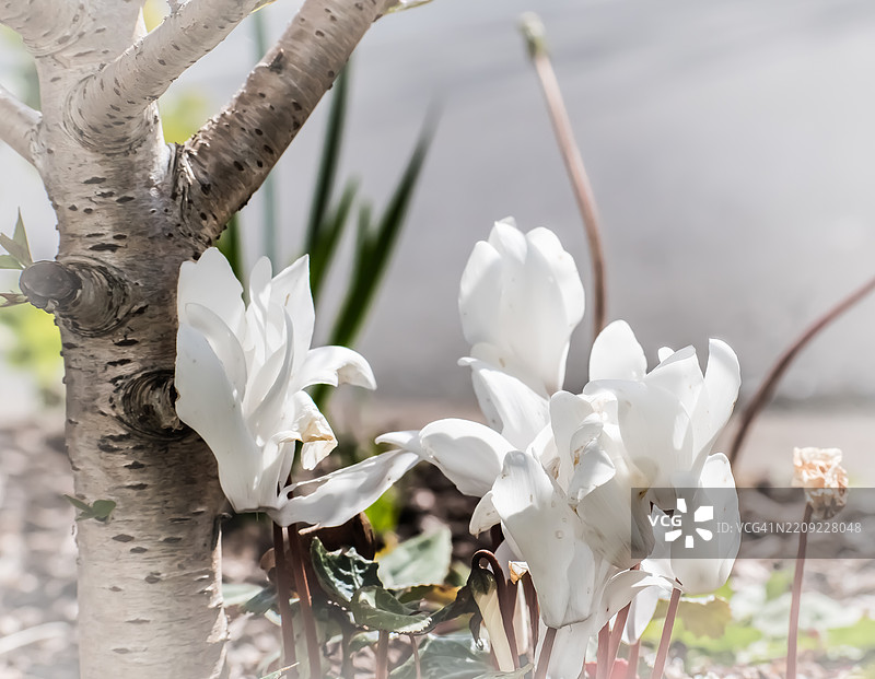 白色花朵的特写，福图纳，加利福尼亚州，美国图片素材