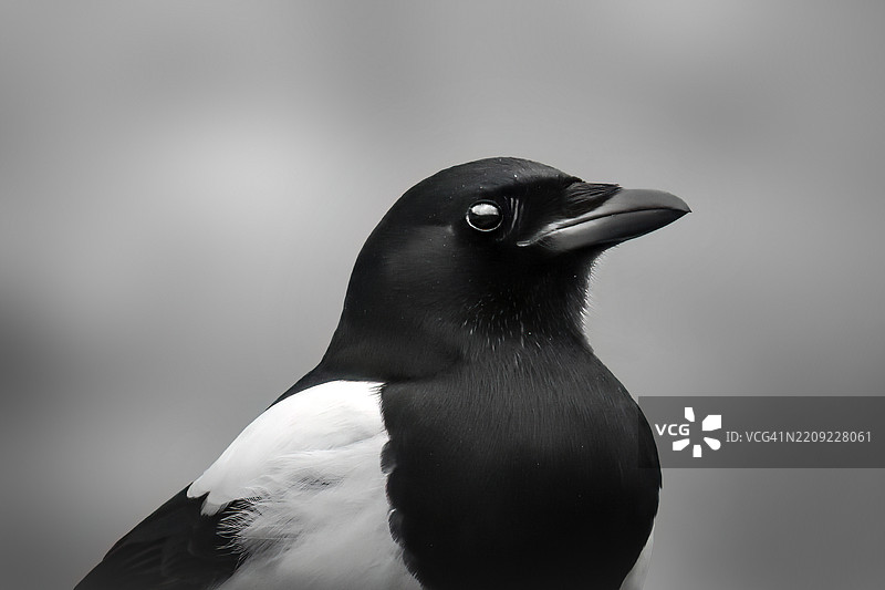 欧亚喜鹊或普通喜鹊 Pica pica图片素材