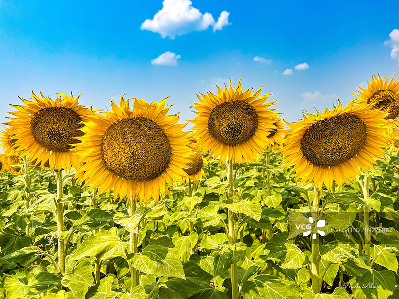 田野上向日葵的特写，背景是天空图片素材