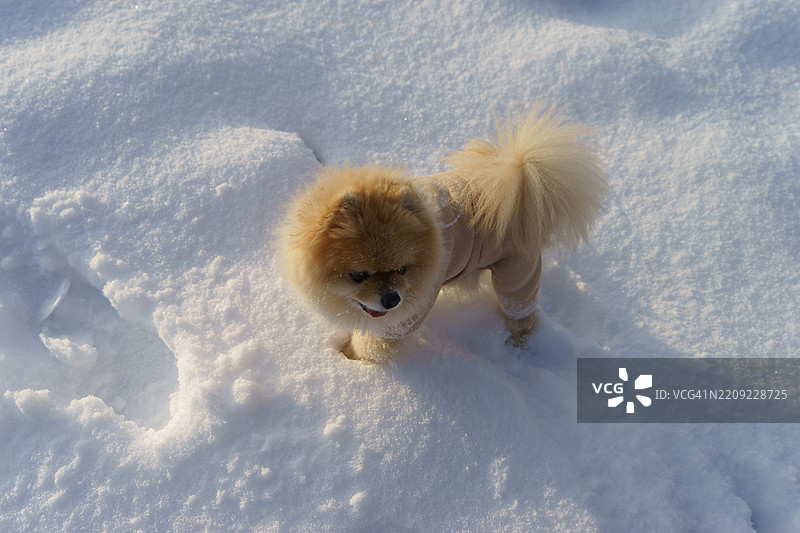 高角度视图的狗在雪地上图片素材