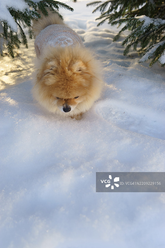 雪地上狗的肖像图片素材