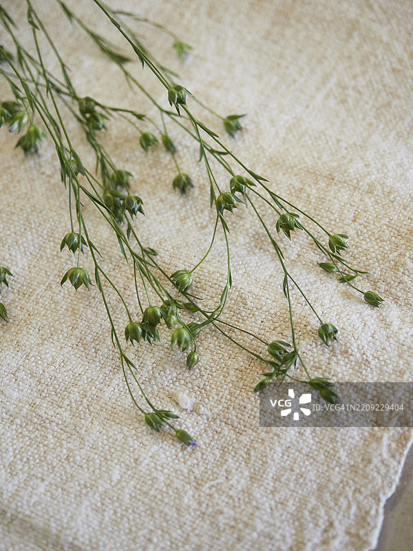 亚麻，亚麻植物制成的面料。新鲜亚麻植物与用亚麻线制成的天然面料的特写视图。图片素材