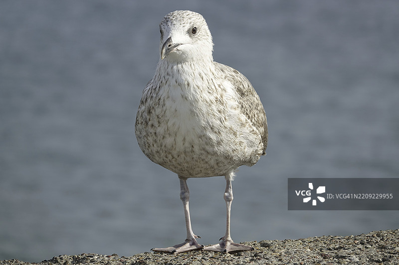 波罗的海特拉维缅德的银鸥（Larus argentatus）一岁冬羽，位于德国北部的石勒苏益格-荷尔斯泰因。图片素材