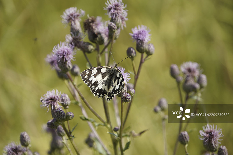 动物摄影 棋盘蝶 Melanargia galathea 高贵蝶栖息在巴登-符腾堡州劳达·科宁斯霍芬的蓟花上图片素材