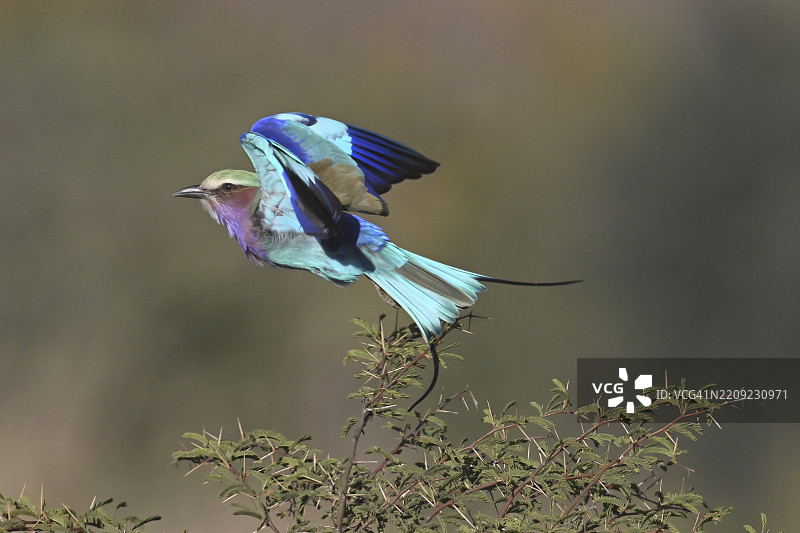 叉尾卷尾鸟（Coracias caudata）在飞行，奥卡万戈，布瓦布瓦特国家公园，马汉戈地区，卡普里维，赞比西地区，纳米比亚图片素材