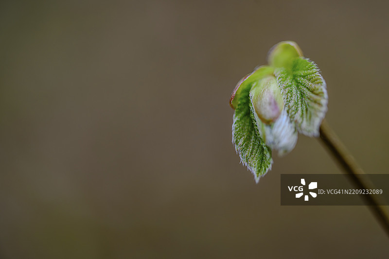 春天的植物芽特写，位于下巴伐利亚博根附近的佩尔巴赫谷图片素材