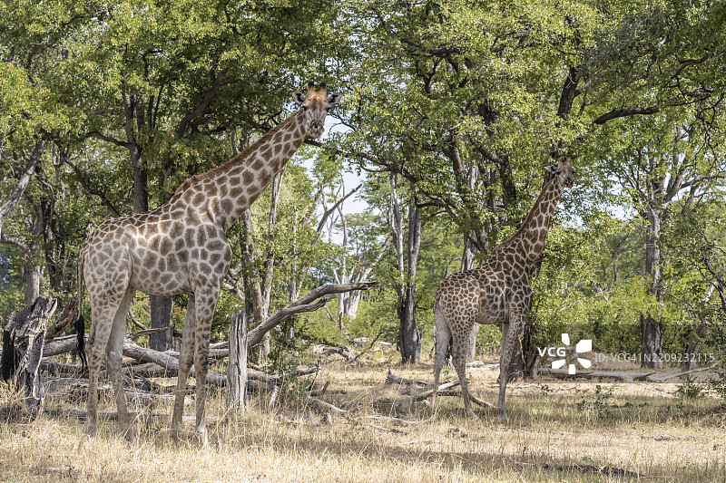 南方长颈鹿（Giraffa giraffa）莫雷米游戏保护区，奥卡万戈三角洲，毛恩，博茨瓦纳，非洲图片素材